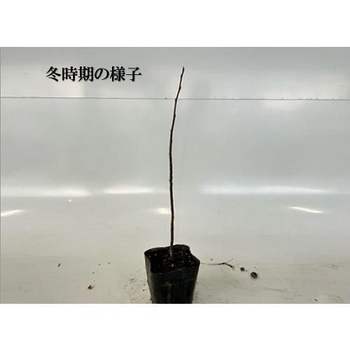 50本セット ジューンベリー樹高0.3m前後10.5cmポット