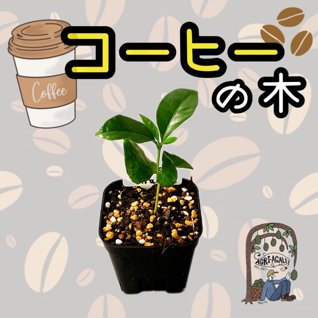 人気品種】コーヒーの木 アラビカ種 コーヒーチェリー コーヒーノキ