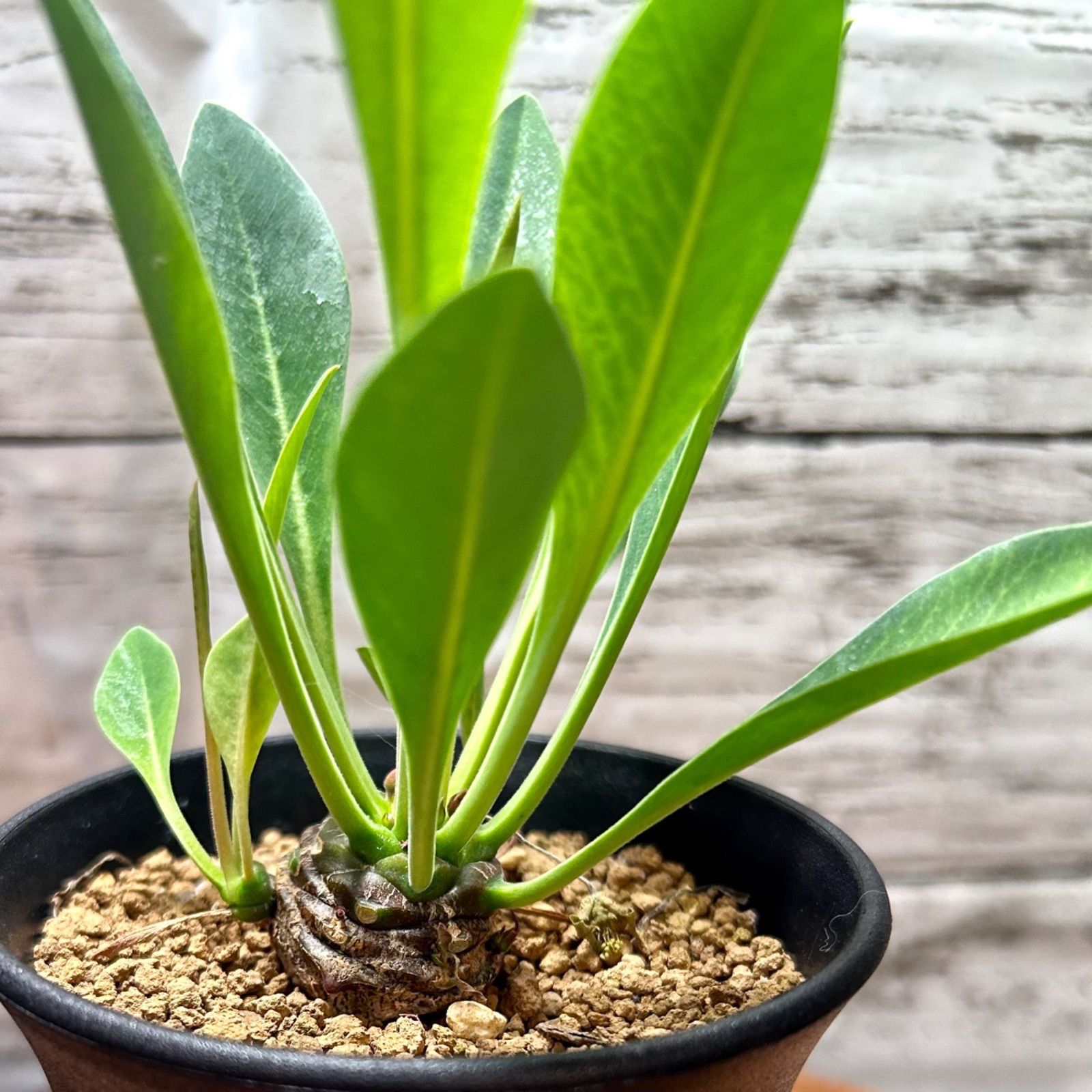 鉄甲丸 雄(オス)株 ユーフォルビア ブプレウリフォリア 多肉植物