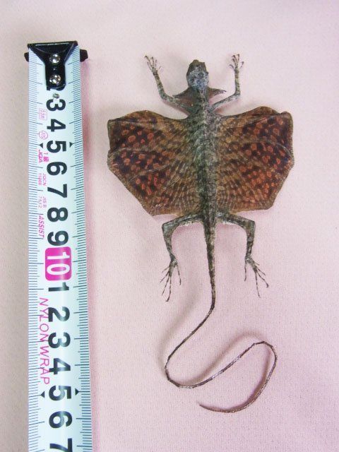 ジャワトビトカゲ 樹脂標本