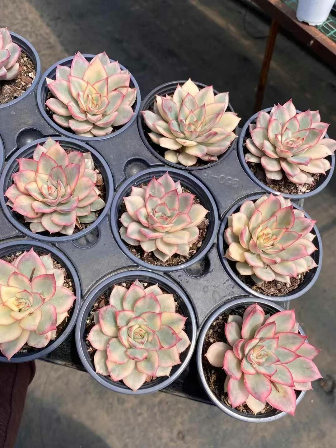C2040×35株 ジプシー錦 抜き苗 多肉植物 エケベリア サボテン