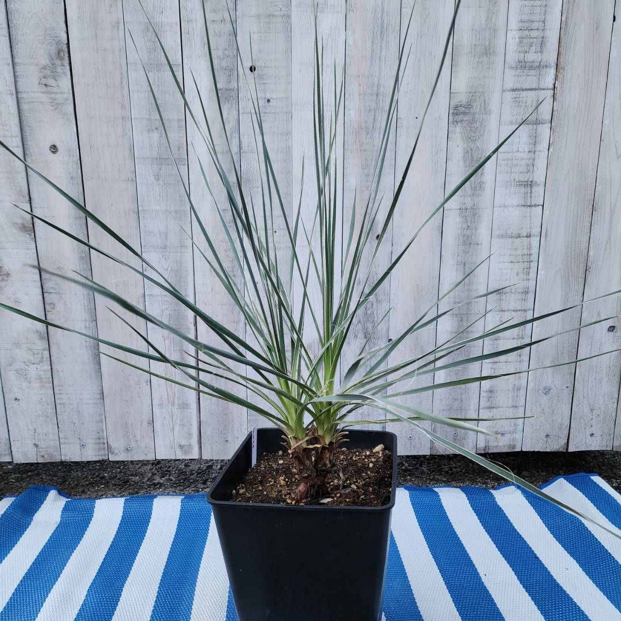 双子💚💚グラウカ】【鉢ごと発送】ユッカ グラウカ Yucca glauca