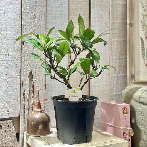 観葉植物 フィカス キアティスティプラ 5号スリット鉢(個体おまかせ1鉢