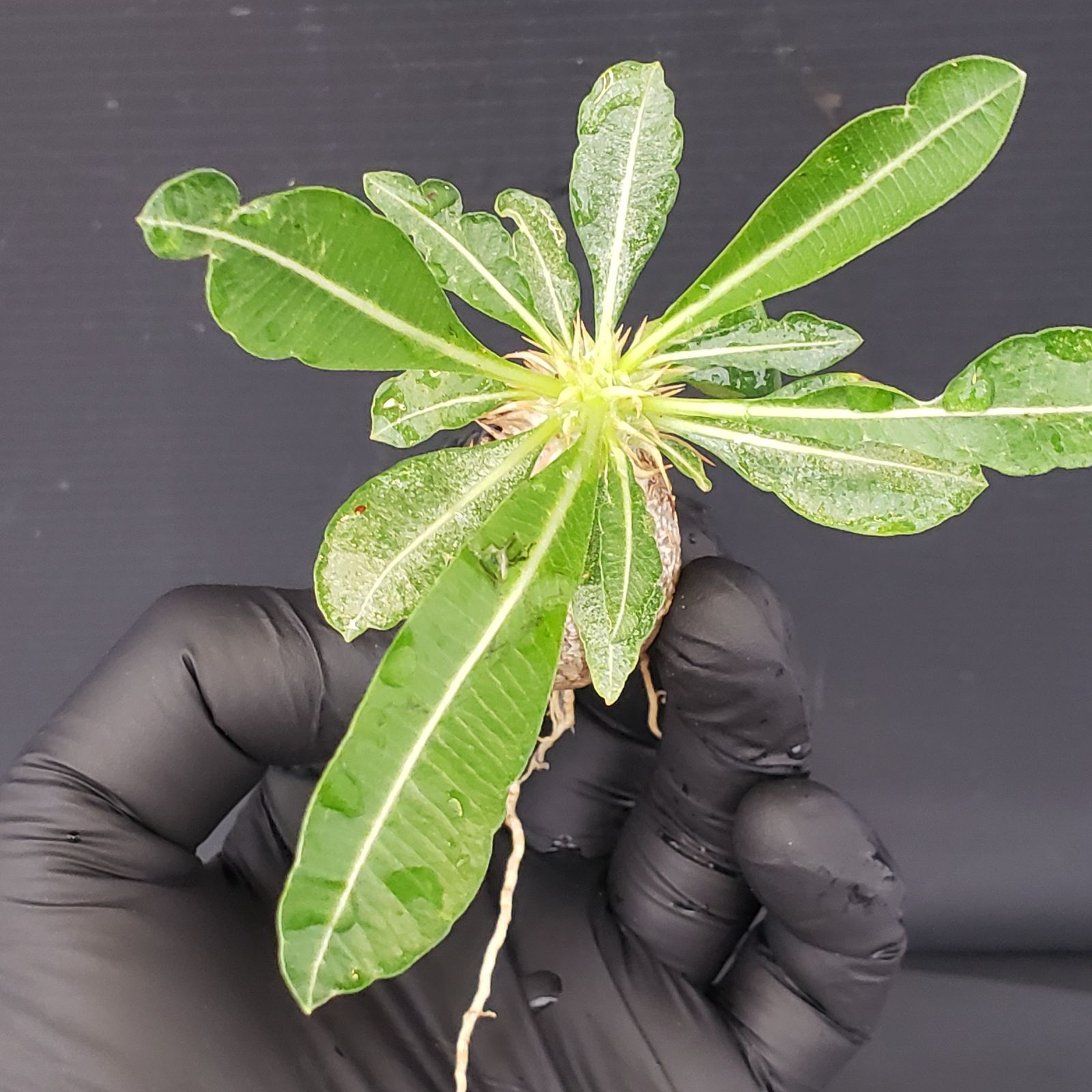 V244【自社養生発根株】Pachypodium 品種不明株（SS）（現地球