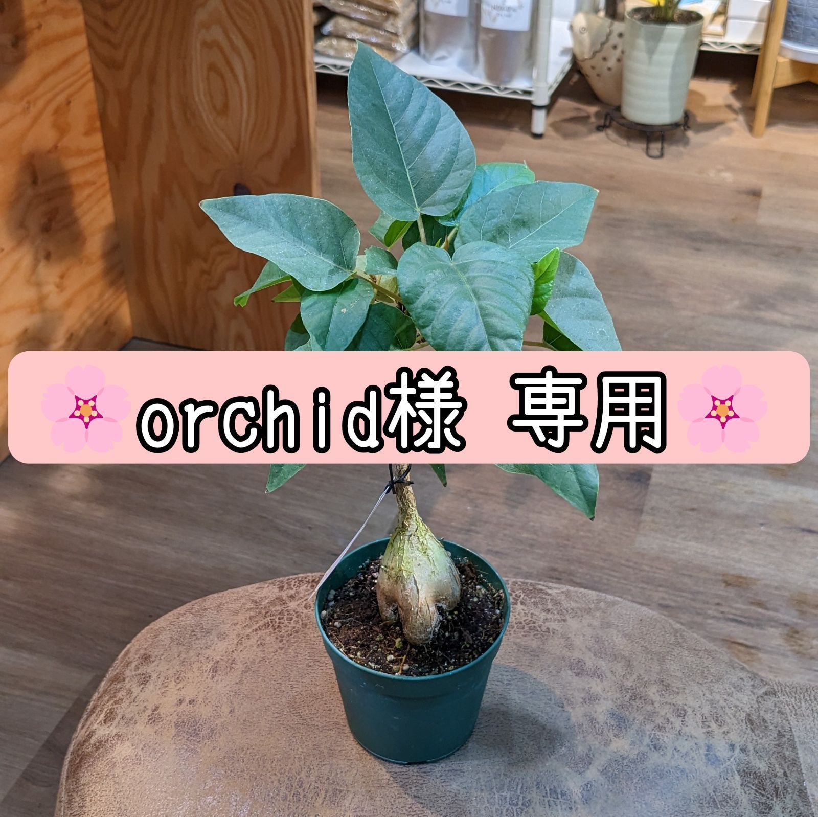 Orchid様 専用です⭐ - メルカリ
