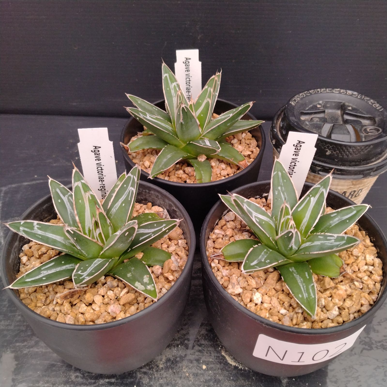 アガベ 3株セット　狼人 阿修羅 緑幽霊 アガベ 3株セット 狼人 阿修羅 緑幽霊 アガベ 3株セット 狼人 阿修羅