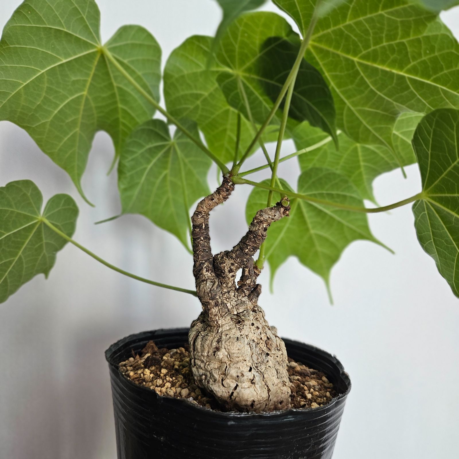 フィルミアナ・コロラータ 〕Firmiana Colorata Sterculia