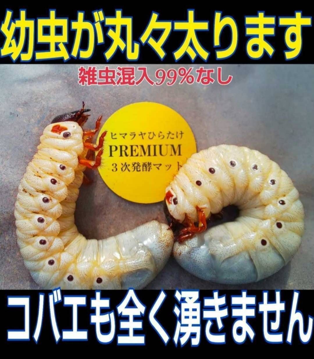 【日本特販】大好評！特選プレミアム3次発酵カブトムシマット【50L】特殊アミノ酸強化配合！ 標本