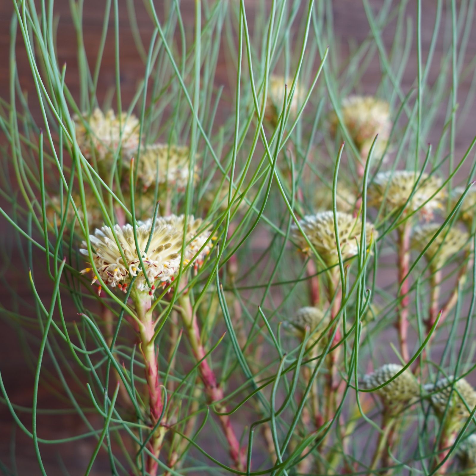 ペトロフィル ”エリシフォリア” C オージープランツ オンライン 現物