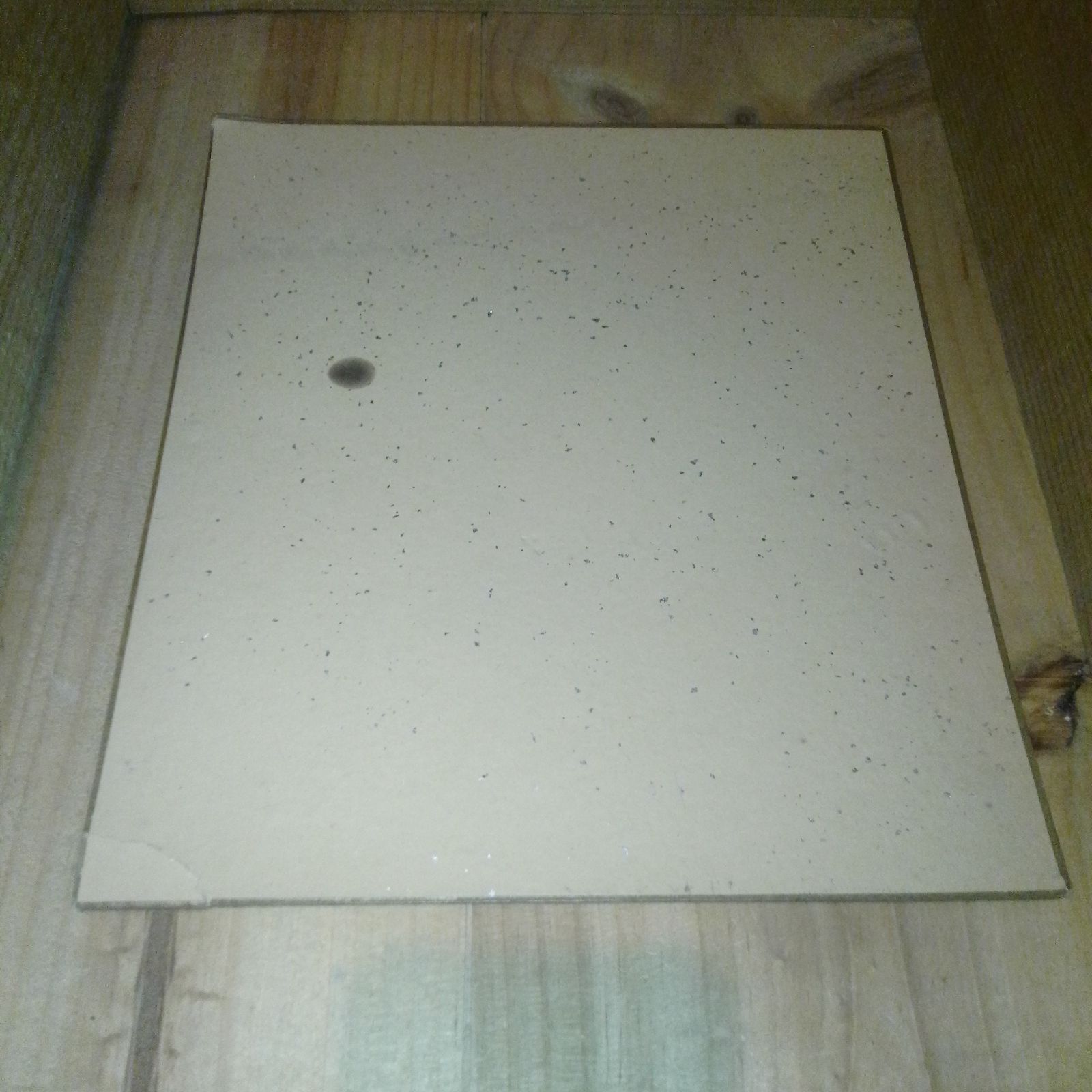 色紙 2枚セット