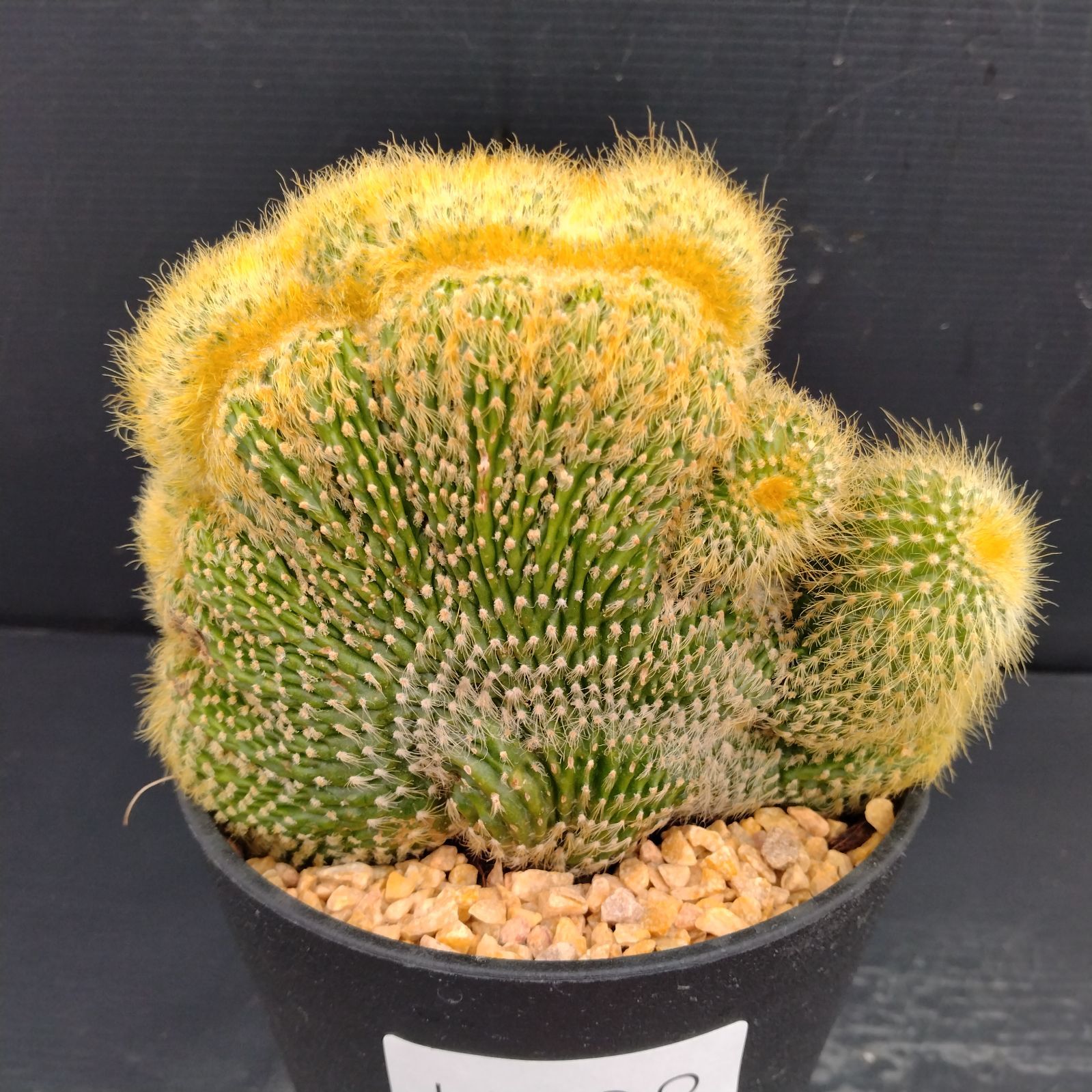 o*n様 月晃殿からの実生 大株 鉢植え メルカリ便送料込み o*n様 月晃殿からの実生 大株 鉢植え メルカリ便送料込み