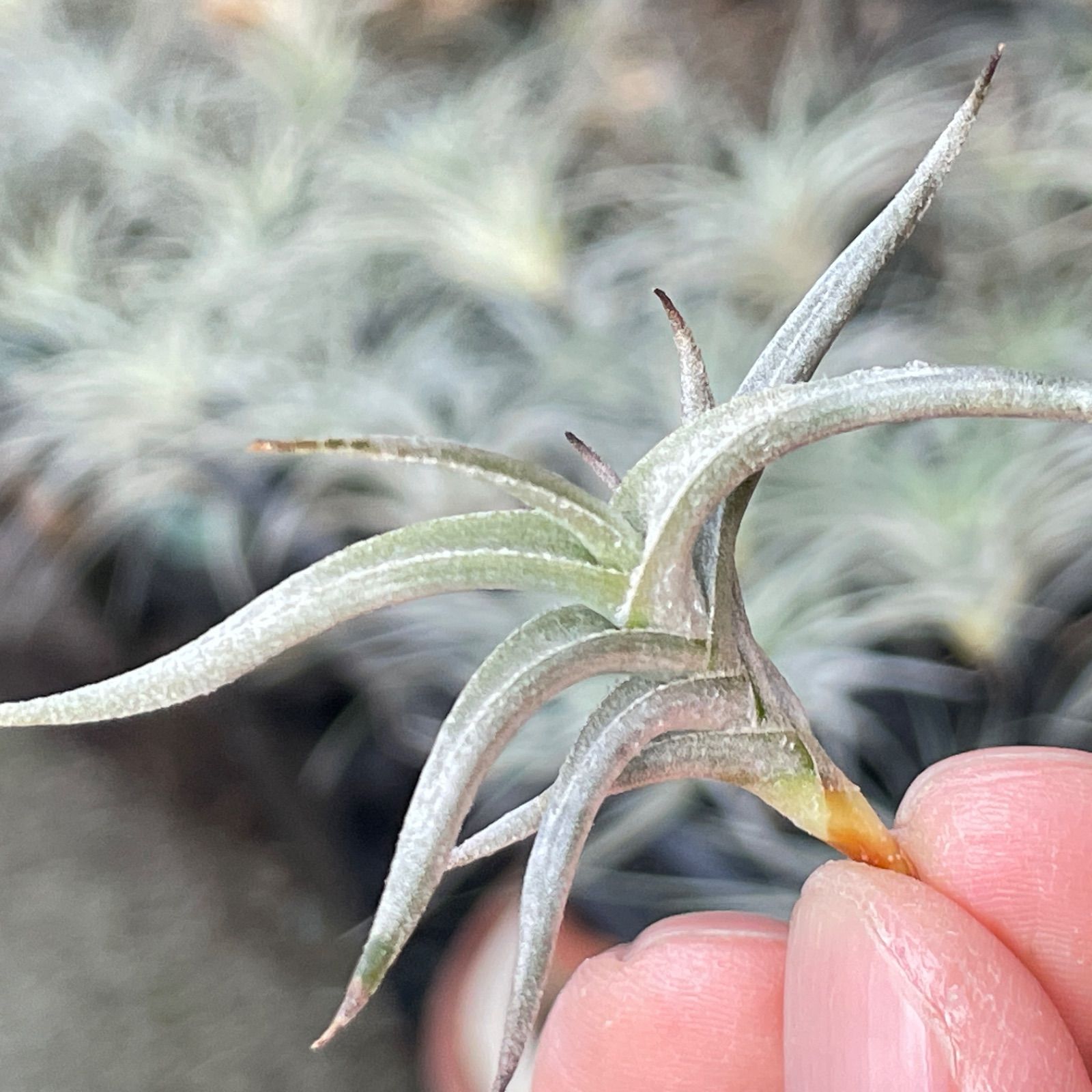 HR＊チランジア ヒルタ v. ヒルタ Tillandsia hirta var. hirta