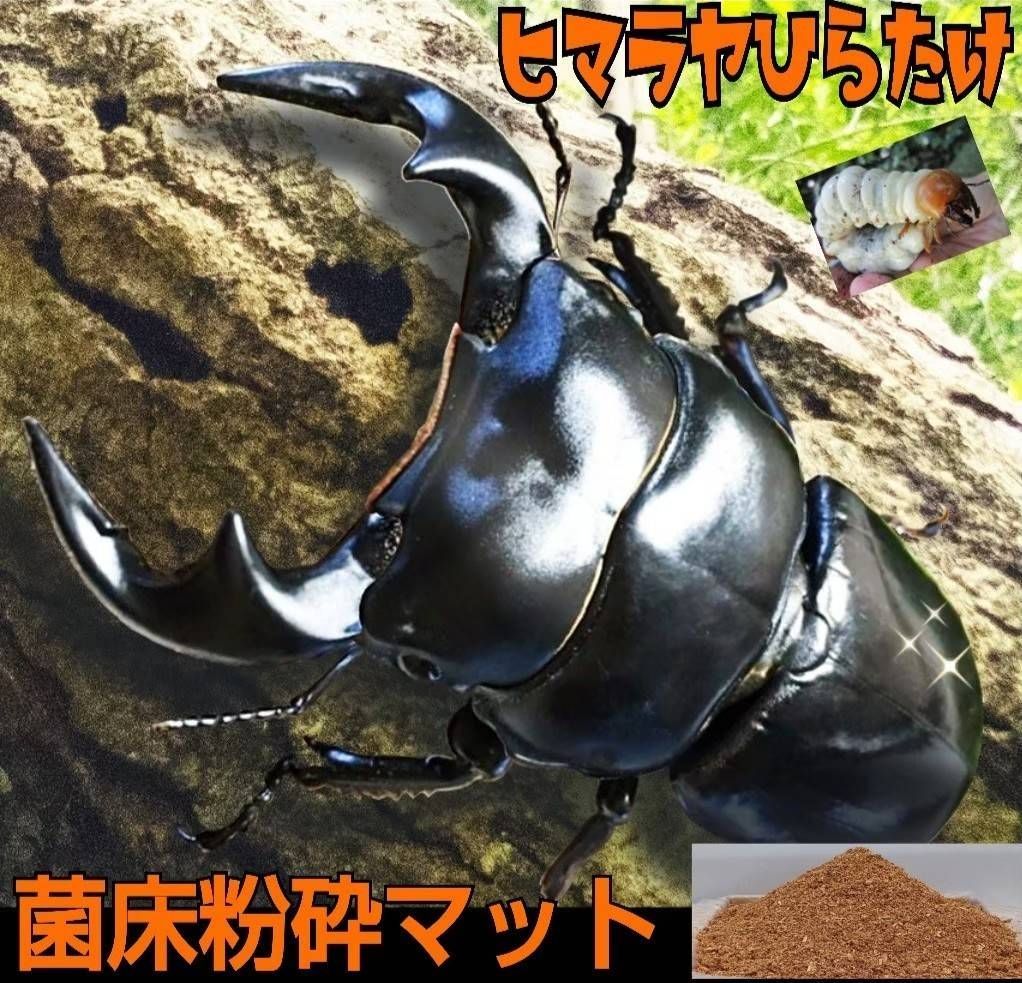 菌糸系のクワガタ幼虫専用☆菌床粉砕マット☆瓶やプリンカップに詰める 