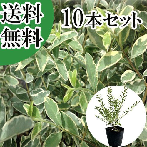 10本セット シルバープリペット樹高0.4m前後15cmポット