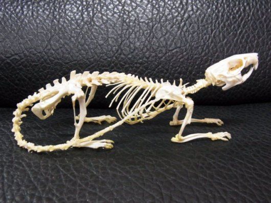 インドネシア ドブネズミ（ブラウンラット）の骨格標本 A - メルカリ