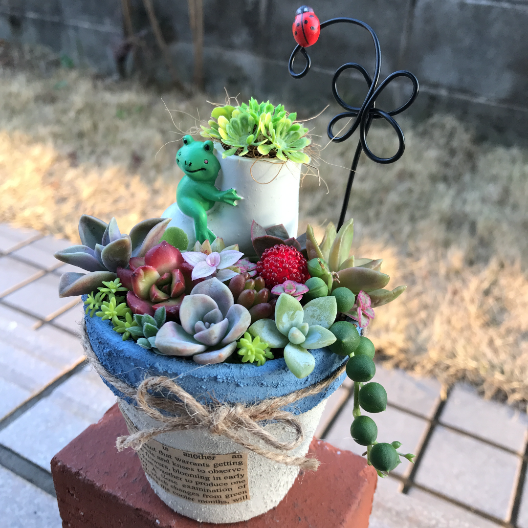 多肉植物の寄せ植え♡ナチュラルガーデン♡そのまま飾れます