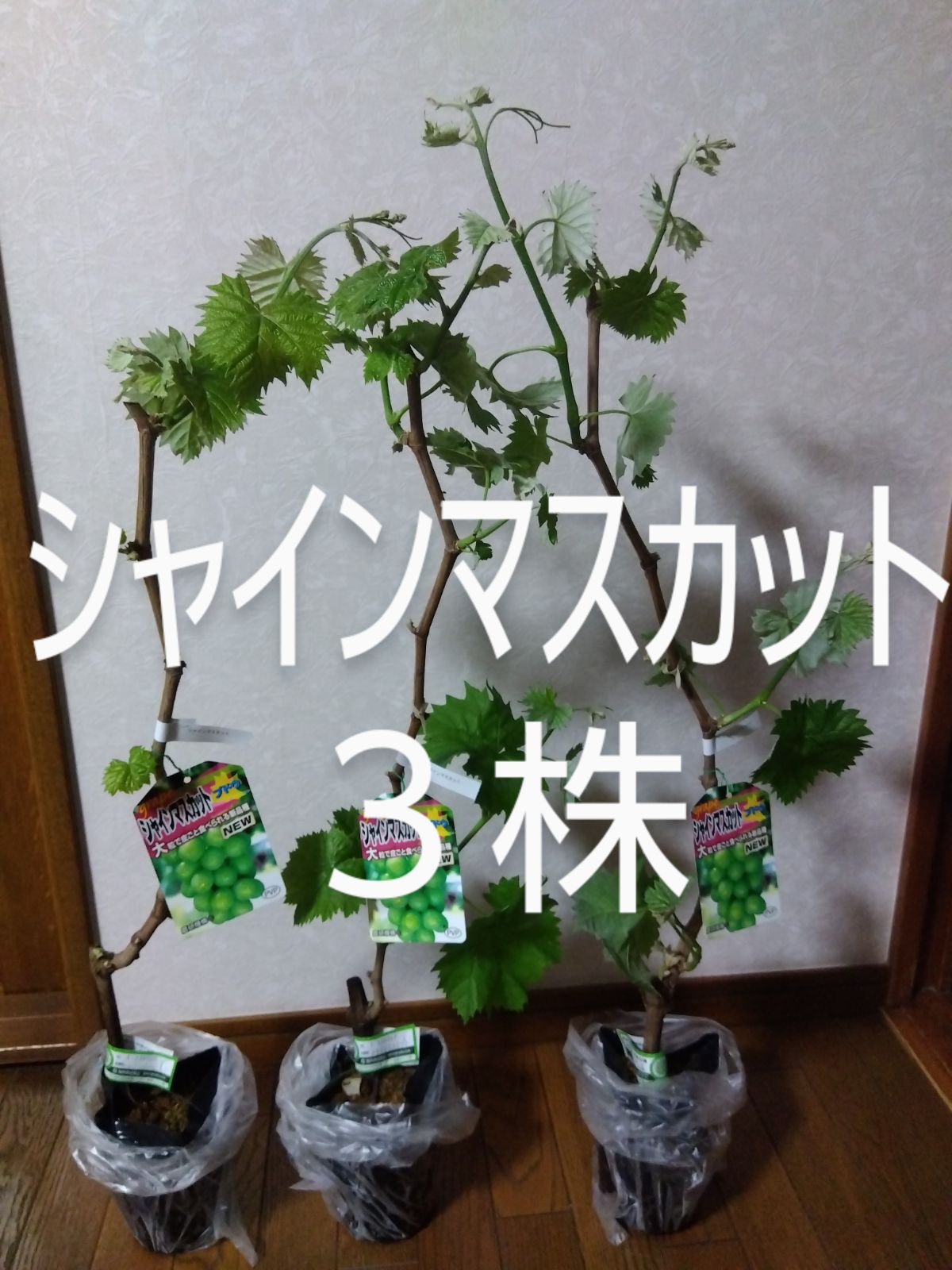 シャインマスカット苗木 3株 ぶどう苗木 - メルカリ