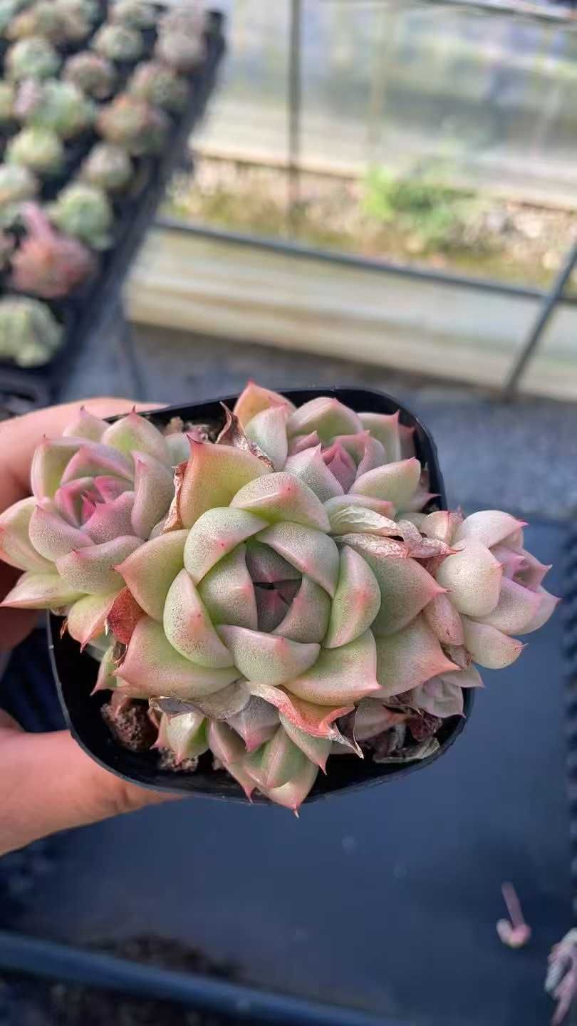 QS1026×40鉢 抜き苗 多肉植物 エケベリア サボテン 韓国苗 新入荷 40株