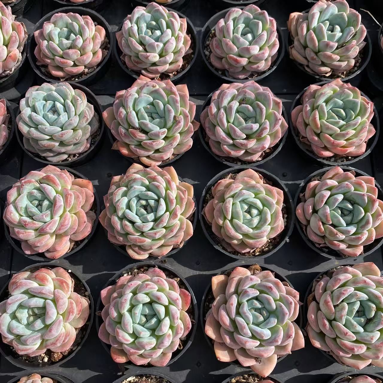 抜き苗 シュガーオレンジ RC2013×40株 ふっくら 多肉植物 エケベリア