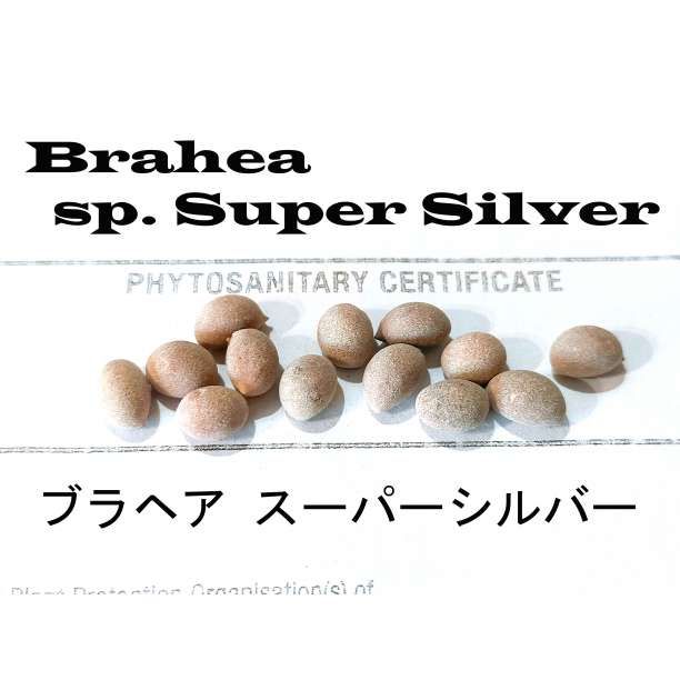 2月入荷 500粒 ブラヘア スーパーシルバー 種 種子 証明書 アルマータ