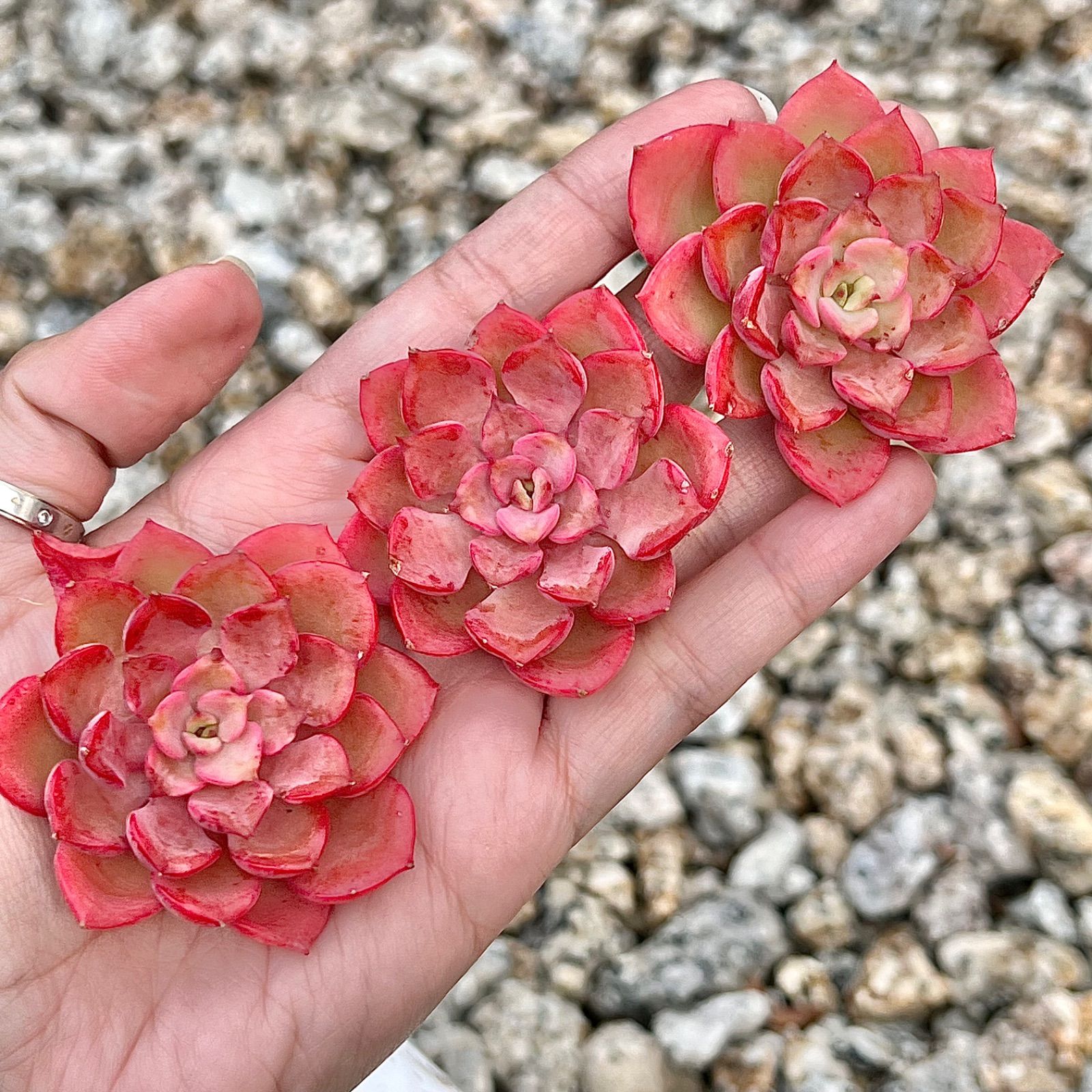 多肉植物 レッドノーブル 韓国苗 1苗 - メルカリ