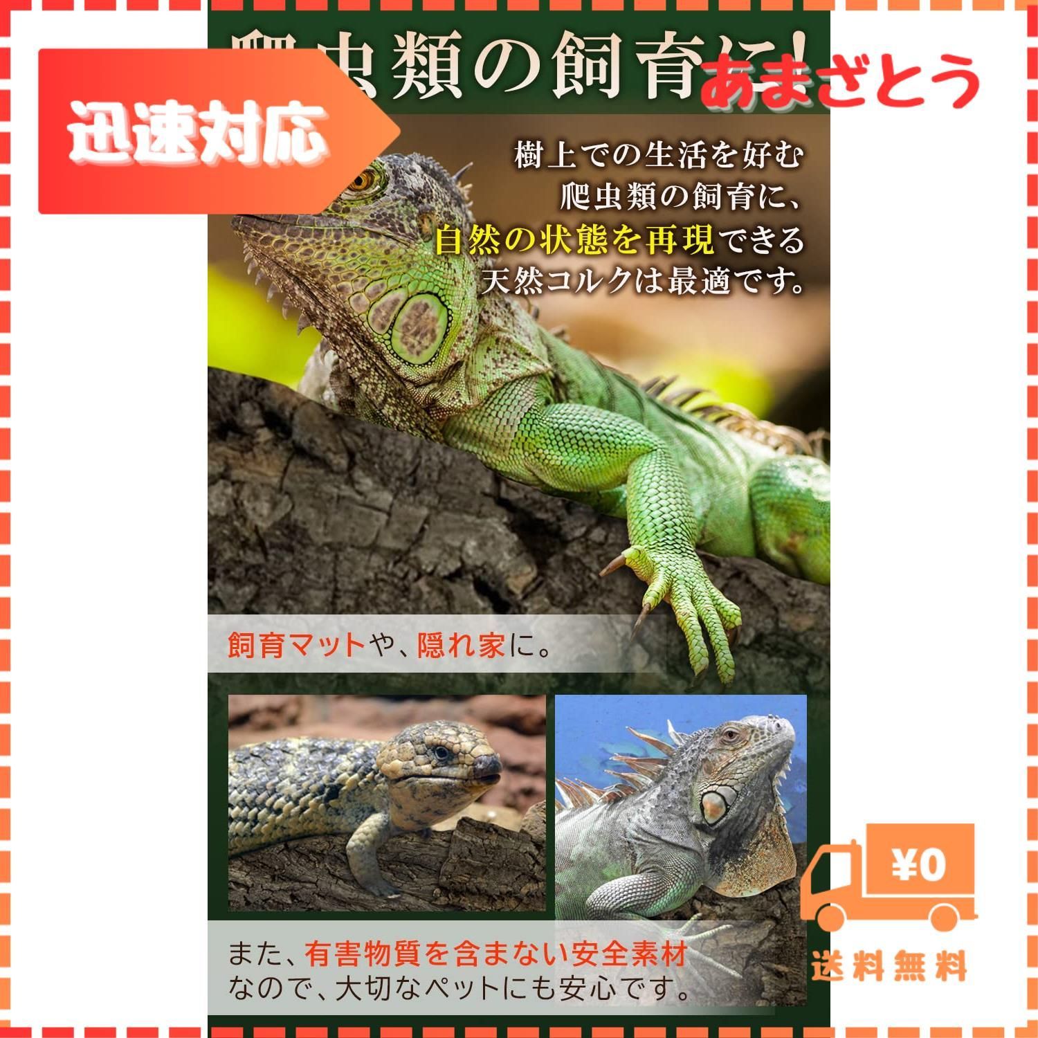 迅速発送】WinJapan 【訳あり】 コルク樹皮 B級品 着生 ビカクシダ 蘭 爬虫類 観葉植物 本物 ヘゴ板 (中サイズ150×200 5枚) -  メルカリ