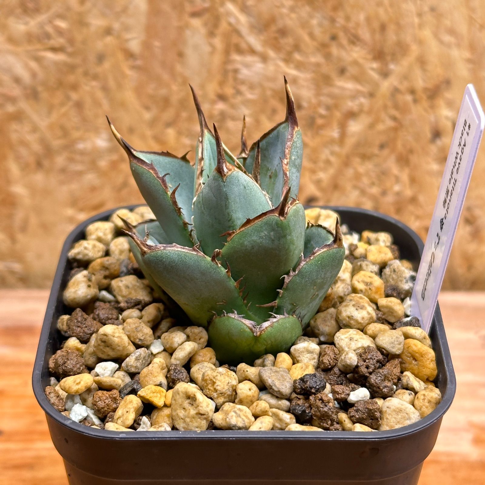 1 Agave titanota Black Whale アガベ チタノタ 黒鯨 極上 子株 発根済