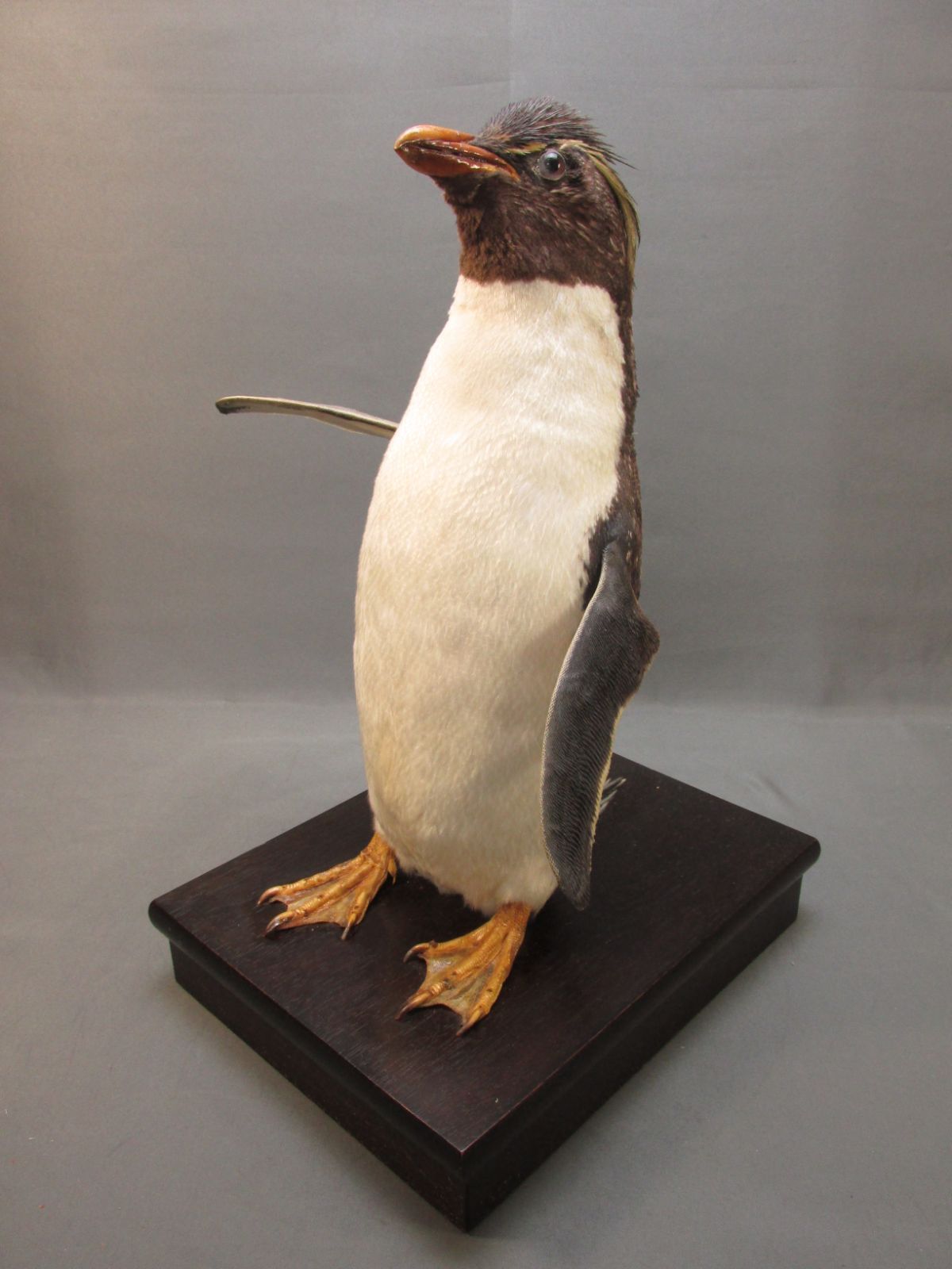 【希少・珍品】イワトビペンギン 剥製 はく製 本物 rock hopper