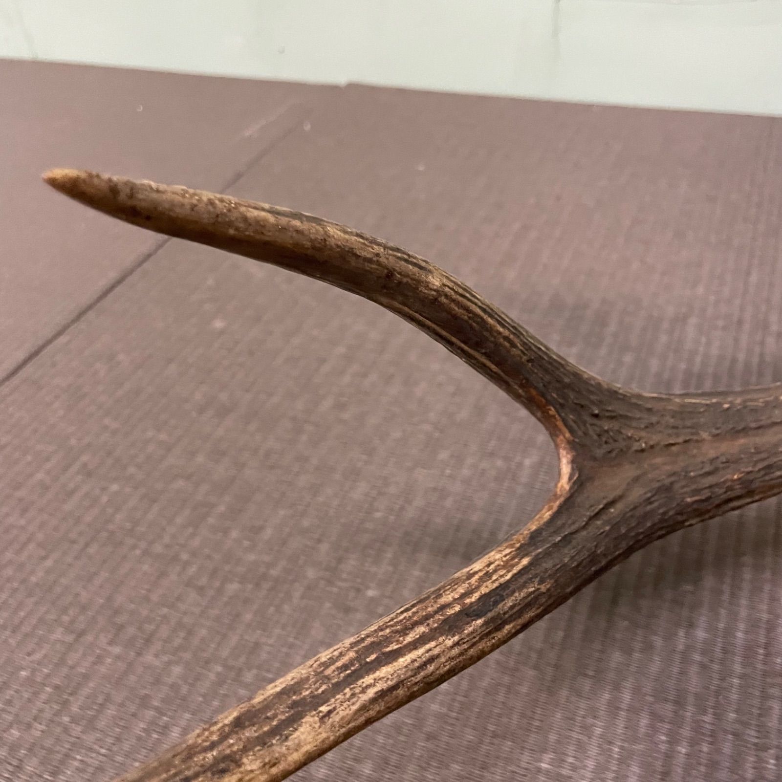 ♭ 鹿の剥製 鹿角 シカ 剥製 壁飾り 高さ80cm ハンティングトロフィー