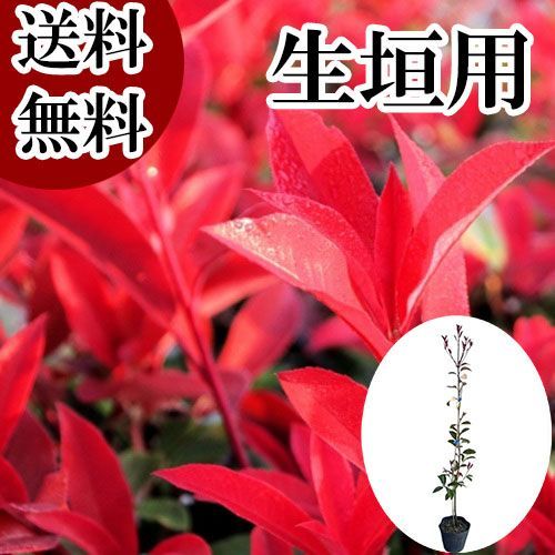 ヴァイスシュヴァルツ 表彰状(ひなろじ ～from Luck ＆ Logic～)