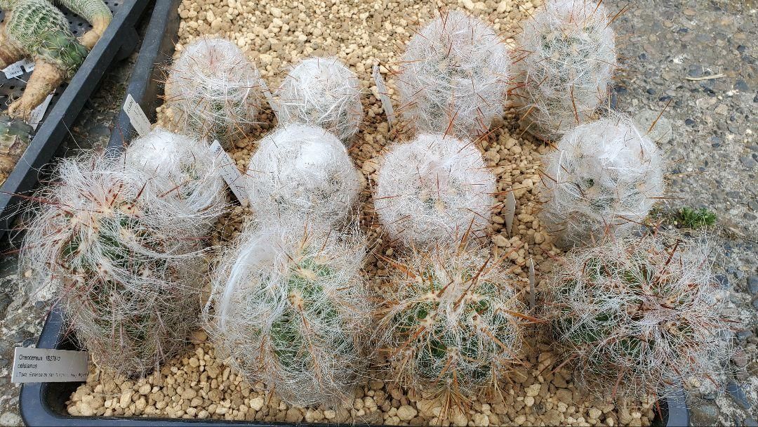 FNつき オレオケレウス 6種類2株ずつ 12苗セット