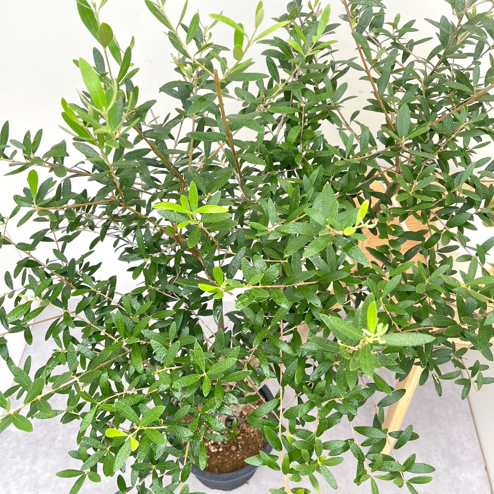 ネバディロブランコ 12