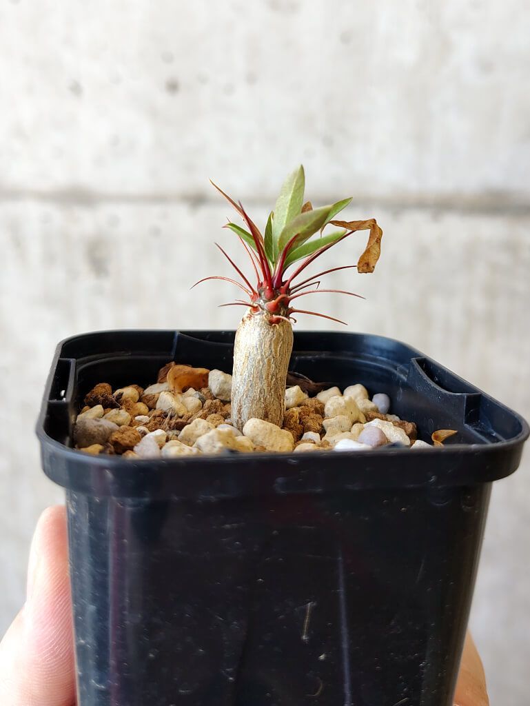 現品限り】フォークイエリア・プルプシー【V7】 Fouquieria purpusii