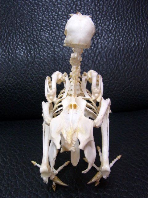 マーラ　Mara　全身骨格標本 マーラMara全身骨格標本