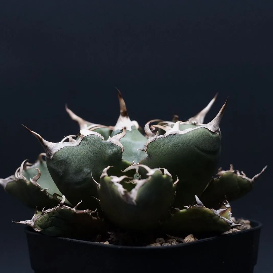 titanota