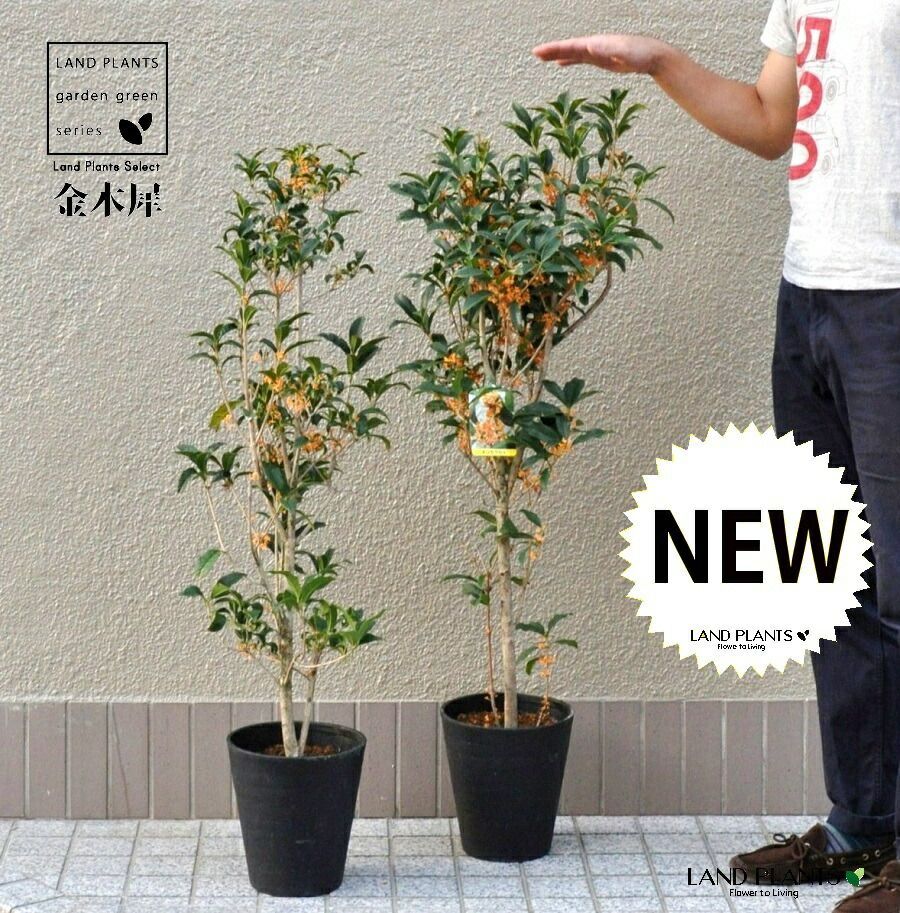 キンモクセイ 金木犀 7号 プラスチック苗 1鉢 木犀 モクセイ Osmanthus fragrans var. auranti