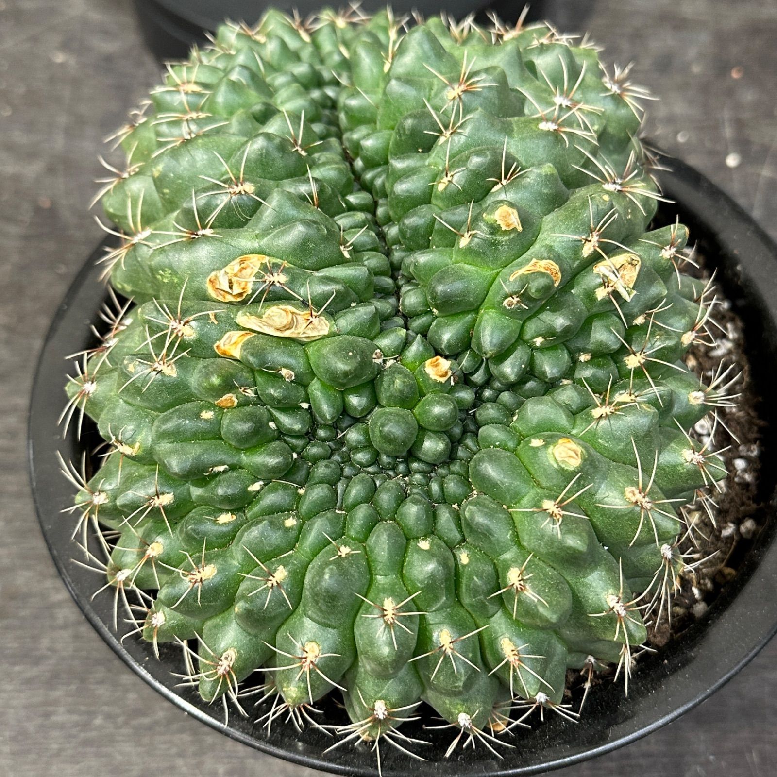 傷あり特価！！ #3 Gymnocalycium baldianum ギムノカリキウム 