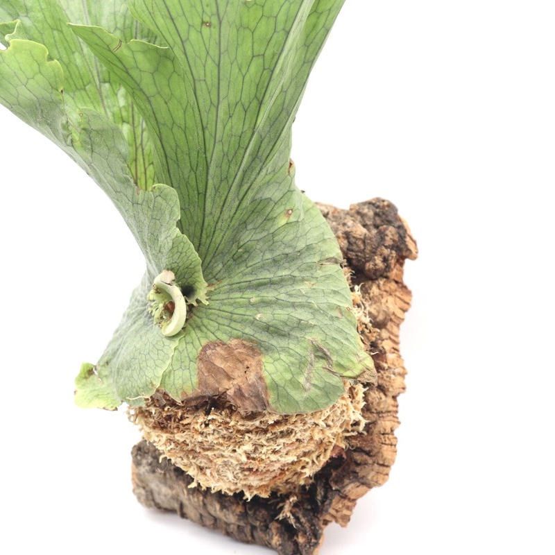 ビカクシダの女王　ワンダエ ビカクシダ（コウモリラン）：ワンダエ 4号 の通販 | 園芸ネット