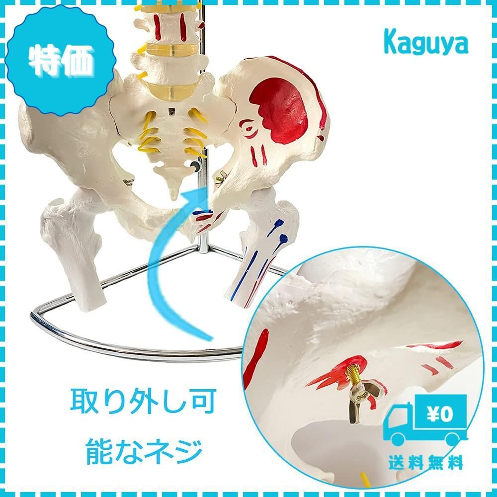 Amazon.co.jp: 【理学療法士監修】脊椎 模型 45cm 可動式 脊椎骨