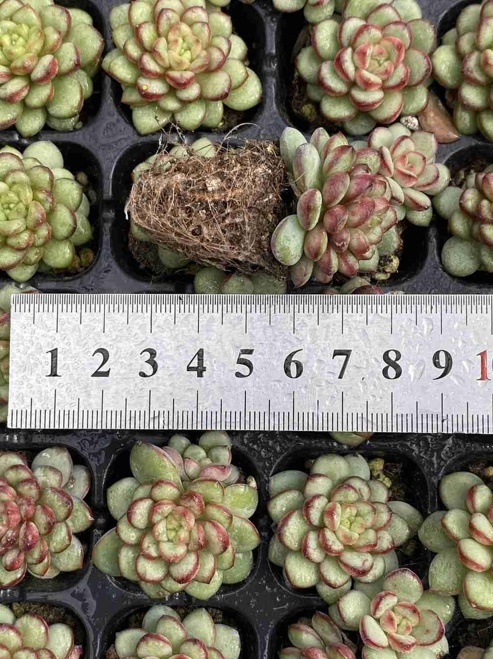 105苗 アダム 土と根付き 多肉植物 エケベリア 韓国苗 サボテン