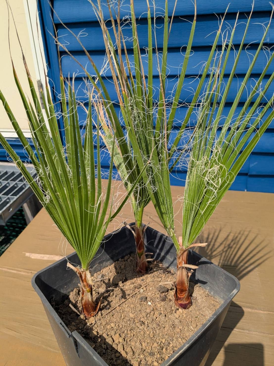 ワシントンヤシ フィリフェラ ワシントンヤシ ワシントンヤシ