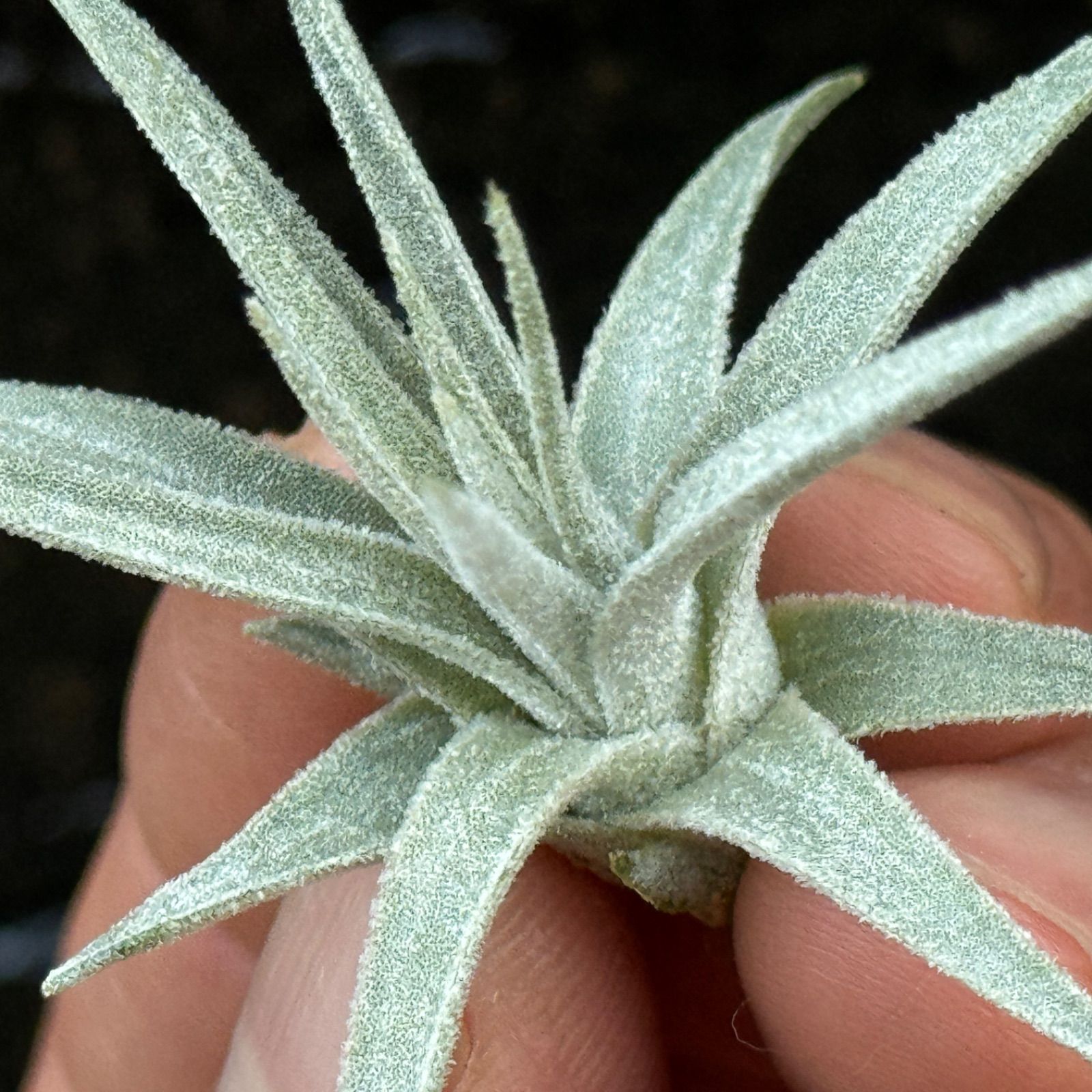 チランジア モーリアナ　 Tillandsia チランジア モーリアナ(モウリアナ) Tillandsia mauryana＊エア