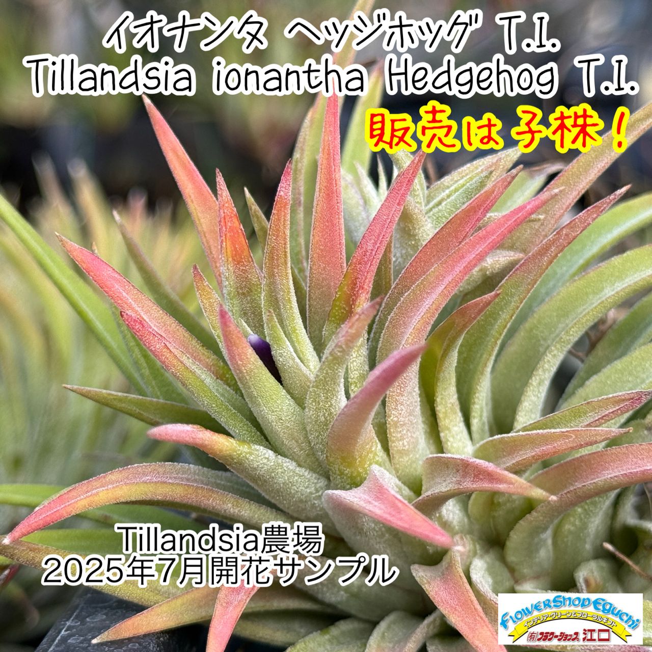 Tillandsiaセット ミニ株＊ チランジア イオナンタ ヘッジホッグ T.I. Tillandsia