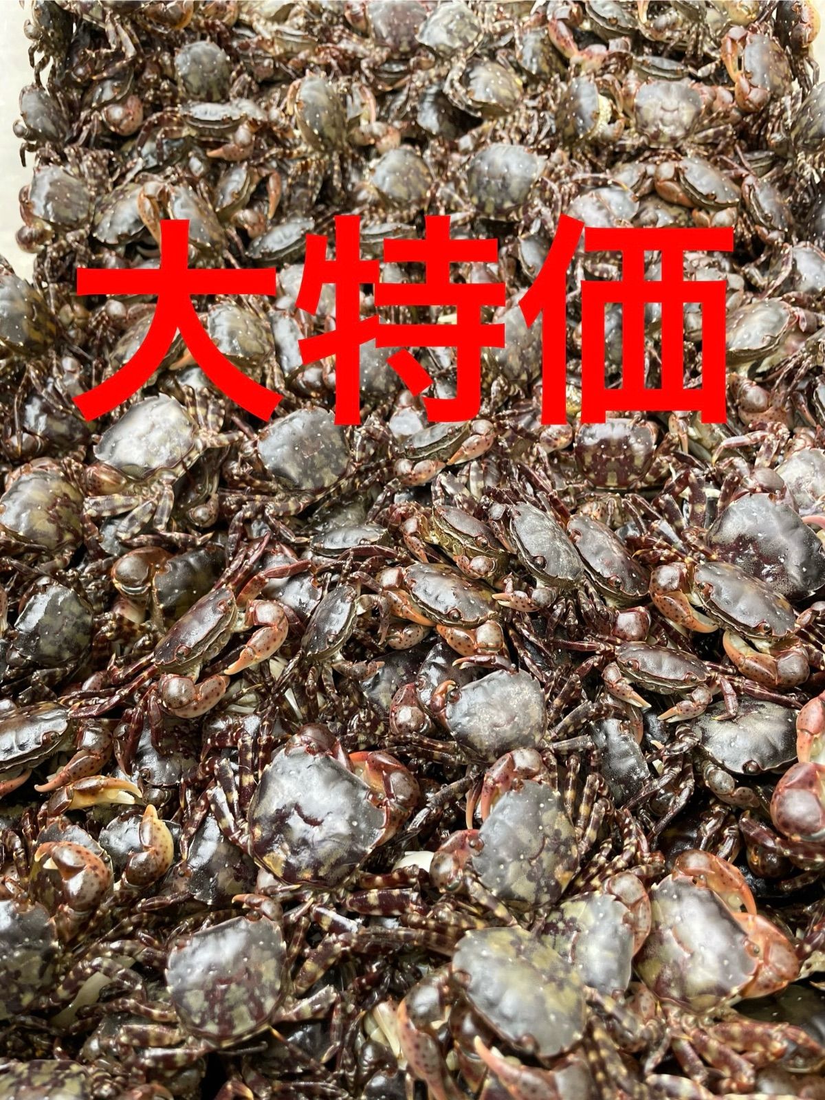 大特価】磯カニ 冷凍釣りエサ 120匹6袋セット(1袋20匹入り)甲幅