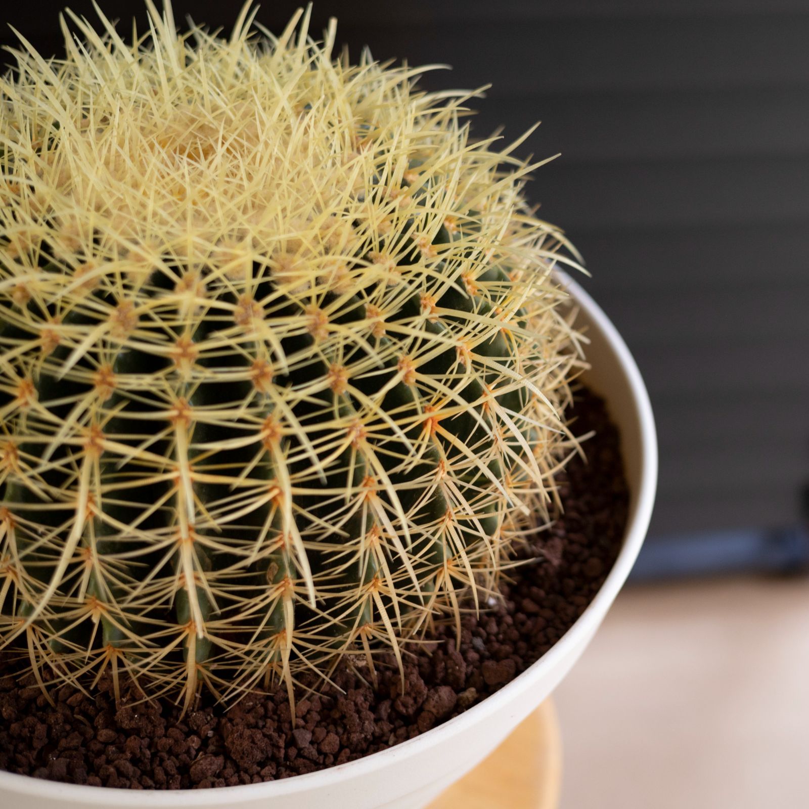 ゆうぽん 樹齢50年以上 特大 金鯱サボテン 送料負担 引取り限定】 金鯱 サボテン 【樹高:約50cm】May09 - メルカリ