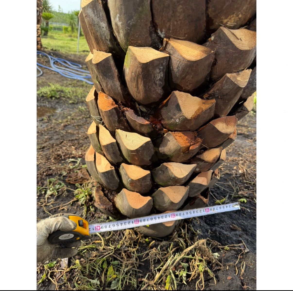 限定株】ココスヤシ🌴 幹周り160cm／葉張り3.5mクラス✨ 南国ガーデン