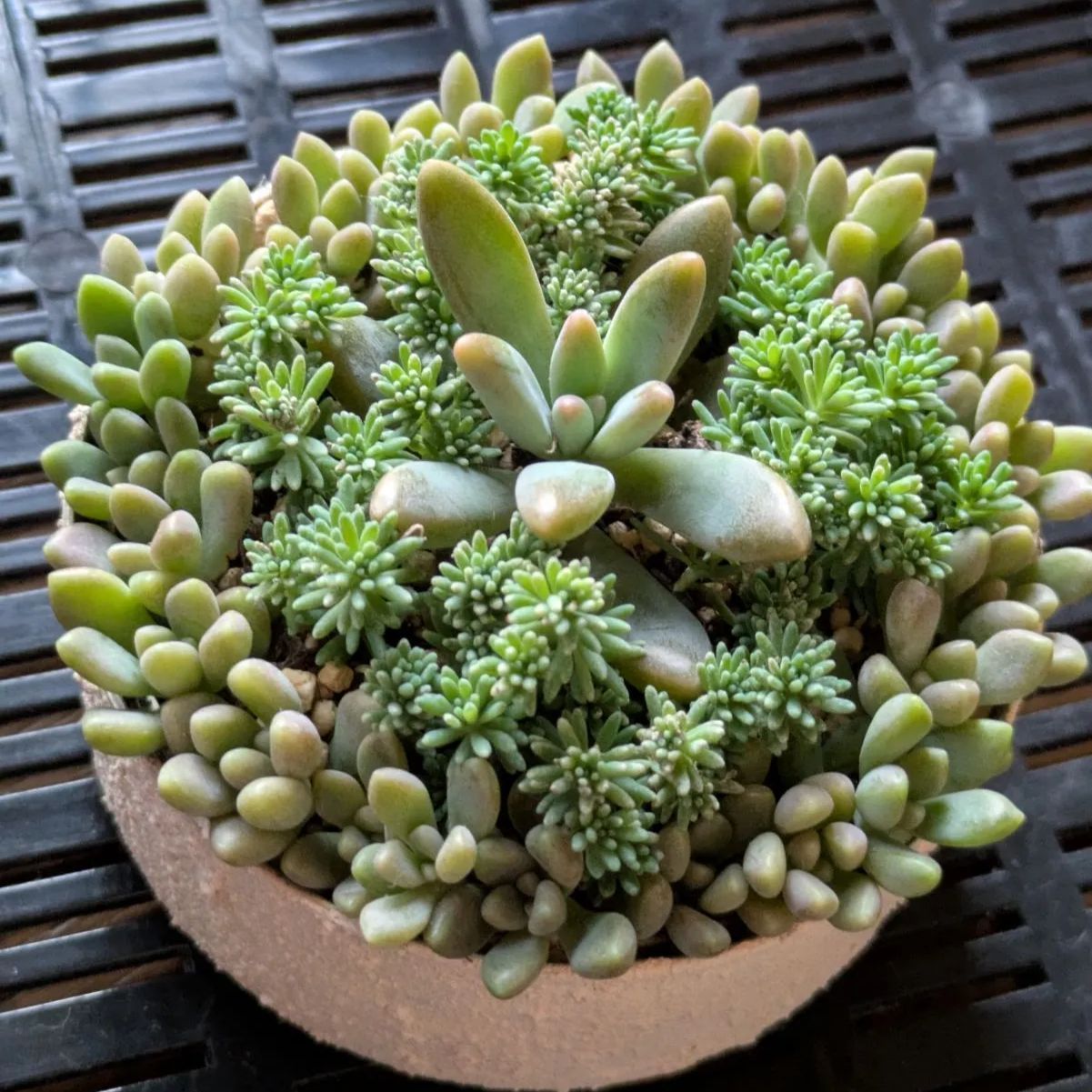 多肉☆キャラメル・大きめ・カット苗 多肉☆キャラメル・カット苗・大きめ