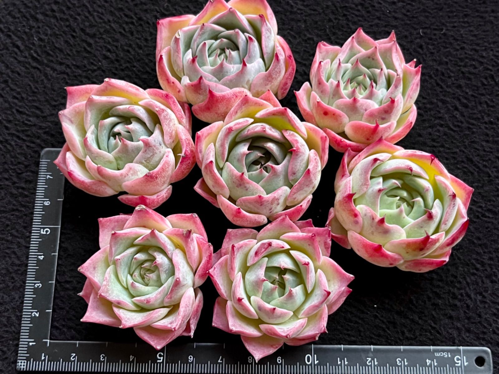 Yahoo!オークション - 多肉植物 エケベリア スカイワールド 104 多肉 