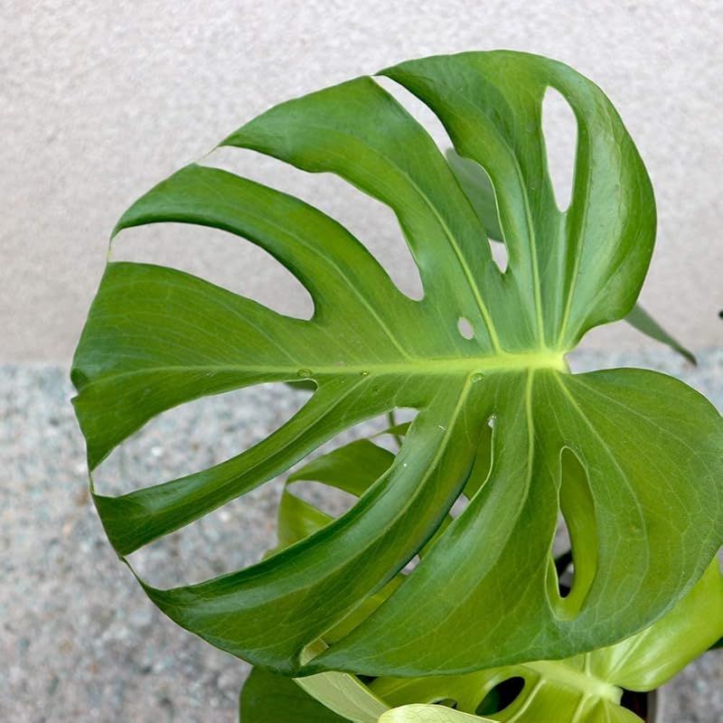 1個売り にも育てやすく