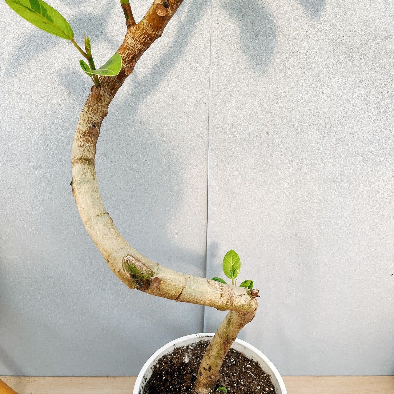 アルテシマ